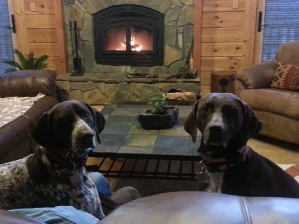 /Images/uploads/Southeast German Shorthaired Pointer Rescue/segspcalendarcontest2018/entries/9079thumb.jpg